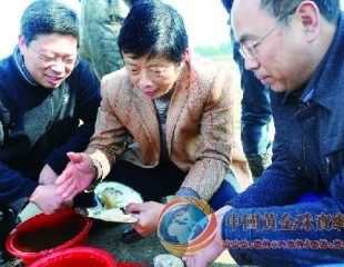 金华育出紫色珍珠