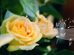 婚礼进行曲有哪些版本 分享最好听的婚礼背景音乐