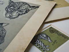 详说卡地亚猎豹系列珠宝进化史【图】